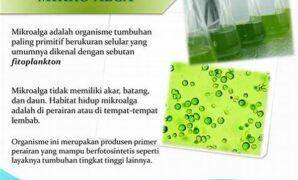 alga-mikro-sebagai-sumber-energi_35c83e7d3.jpg