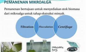 skalabilitas-produksi-bahan-bakar-mikroalga_c830dbf28.jpg