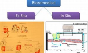 teknik-bioremediasi-untuk-pemulihan-tanah_aea034bcb.jpg