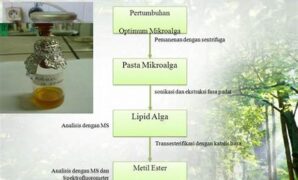 teknik-ekstraksi-lipid-alga_e5309b6f5.jpg