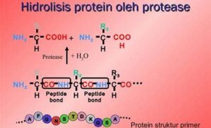 hidrolisis-protein-oleh-enzim-proteolitik_b33e2f01d.jpg