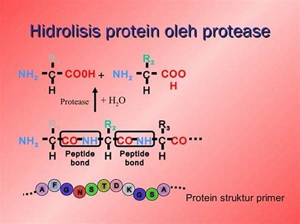 hidrolisis-protein-oleh-enzim-proteolitik_b33e2f01d.jpg