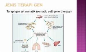 pencegahan-penyakit-dengan-terapi-gen_41ee6fc70.jpg