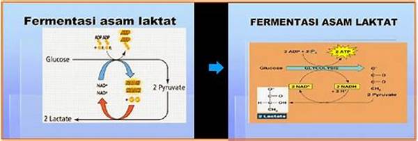 proses-fermentasi-oleh-lactobacillus_756a7525e.jpg