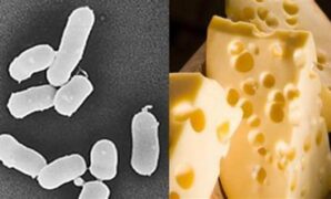 pembentukan-rasa-keju-oleh-bakteri_8a692f67b.jpg