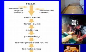 prosedur-produksi-keju-fermentasi_101571f8b.jpg