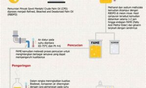 sistem-enzimatis-untuk-produksi-biodiesel_43e3f729e.jpg