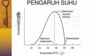 suhu-ideal-untuk-fermentasi-enzim_40ae5c37a.jpg