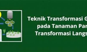 teknik-pengubahan-gen-pada-tanaman_c34dcb4ea.jpg