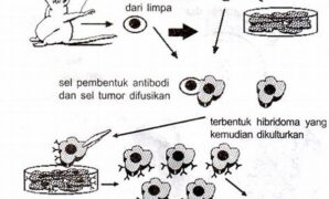 teknologi-rekayasa-antibodi-modern_a37e3c894.jpg