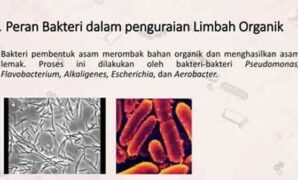 optimalisasi-proses-penguraian-sampah-oleh-bakteri_e86ea2ffe.jpg